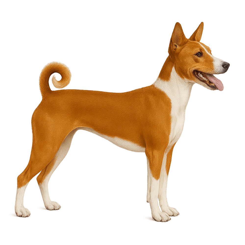 basenji_10.png