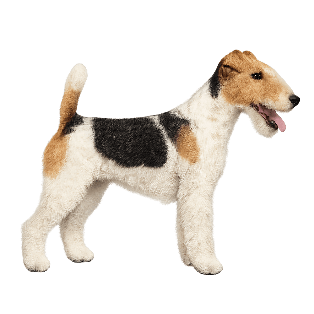 fox_terrier_de_pelo_duro_28.png