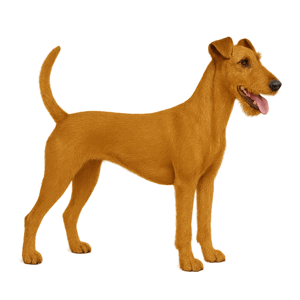 irish_terrier_97.png
