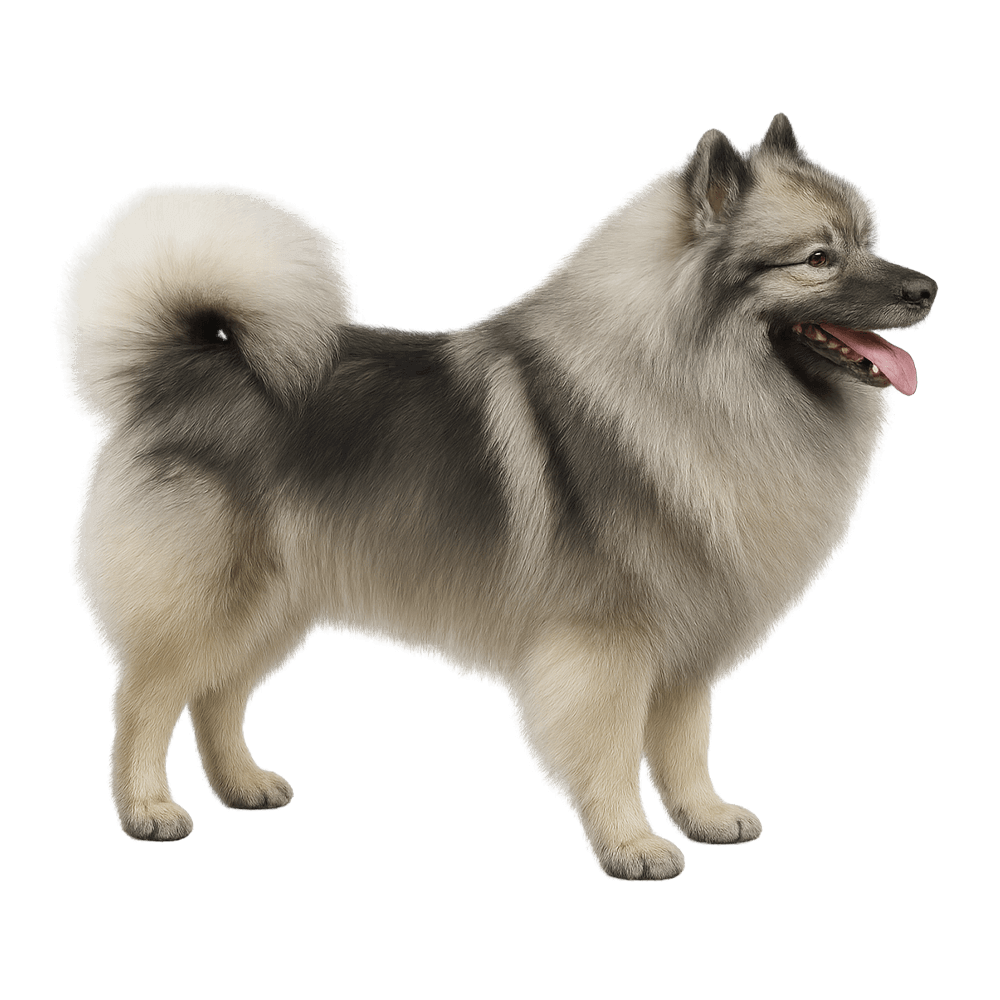 keeshond_99.png