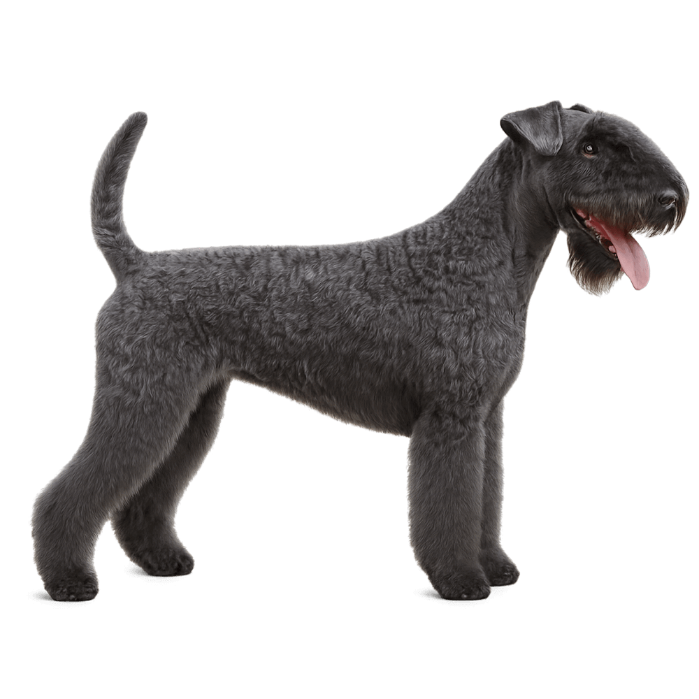 kerry_blue_terrier_100.png