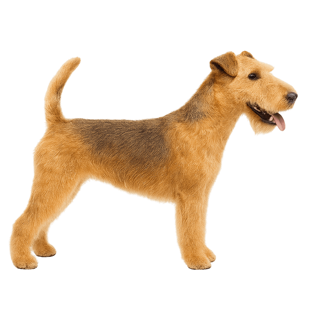 lakeland_terrier_37.png