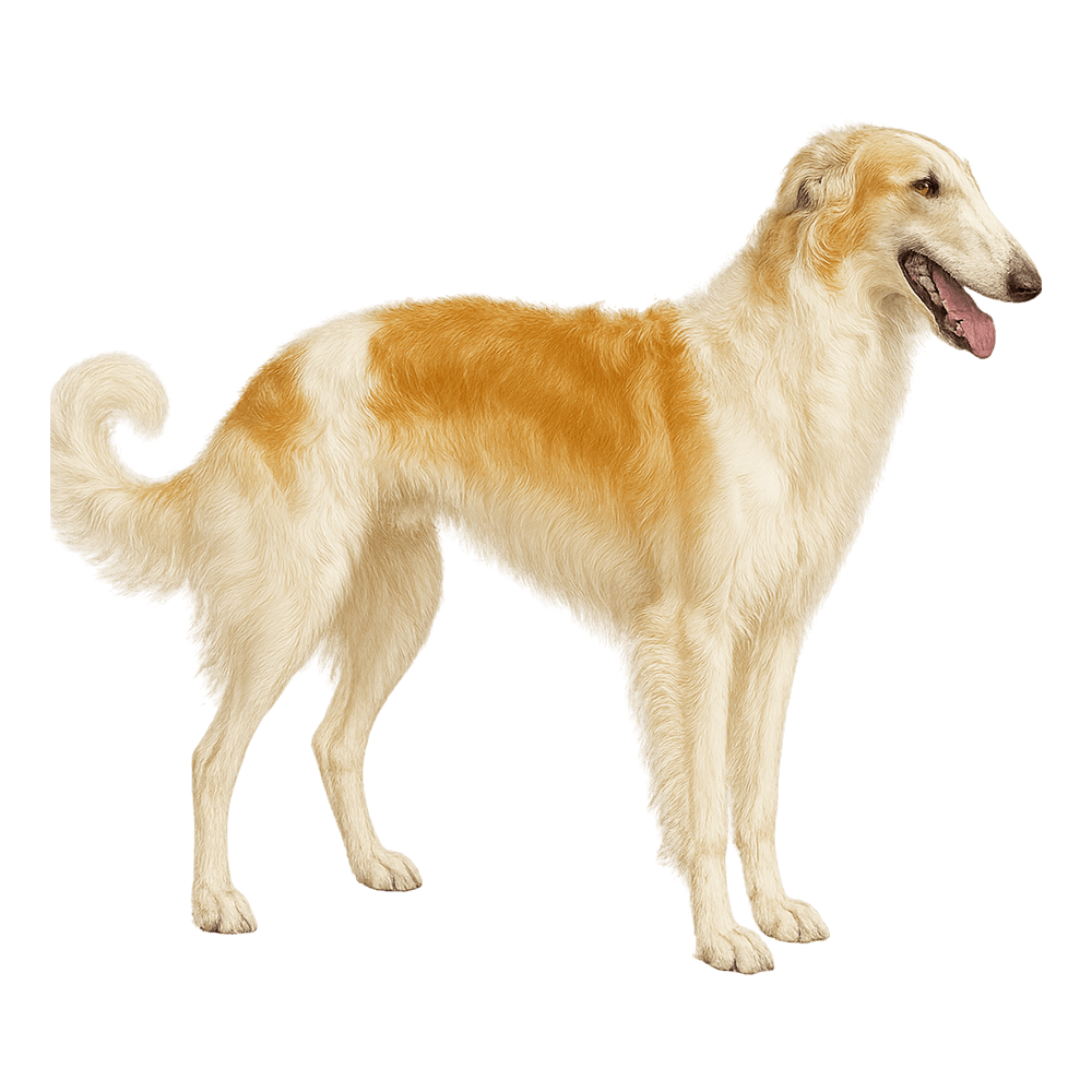 lebrel_rusoo_borzoi_169.png