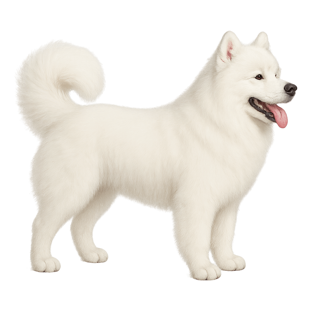 samoyedo_157.png