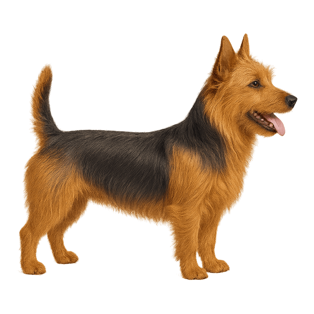 terrier_australiano_9.png